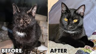 Rescuing a Black Kitten With Severe Mange by Cat Man Chris 149,165 views 3 years ago 4 minutes, 12 seconds