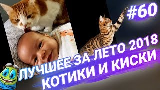 ПРИКОЛЫ С КОТАМИ ЗА ЛЕТО 2018. Август, №60 | ПРОБУЙ НЕ СМЕЯТЬСЯ, ТЕСТ НА ПСИХИКУ! / RFV