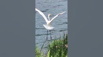 Snake bird takes off #birdsandanimals #snake bird #takesoff