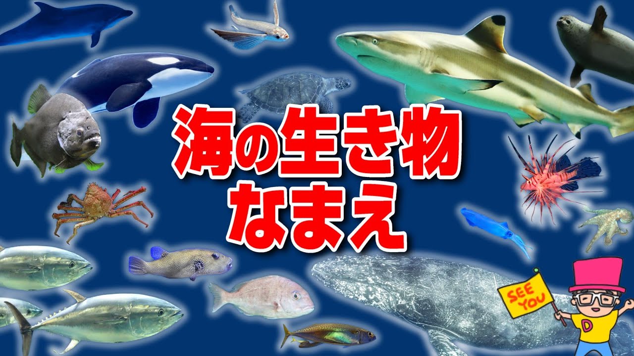 海の生き物】さかなの名前ずかん20種！写真で覚える〈サメ・たこ