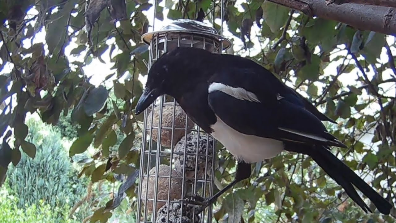A magpie feasting on the fat ball bird feeder, such fabulous looking birds aren’t they