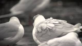 Mediterranean Gull (PNU9)