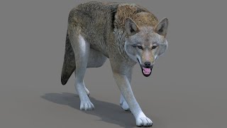 Rigged Red Wolf 3D Model: Download - 3Ds Max