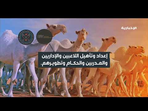 المملكة تحتضن أول بطولة عالمية ل بولو الإبل