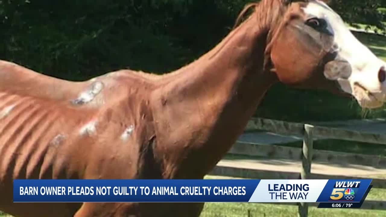 Barn owner pleads not guilty to animal cruelty after horses rescued ...