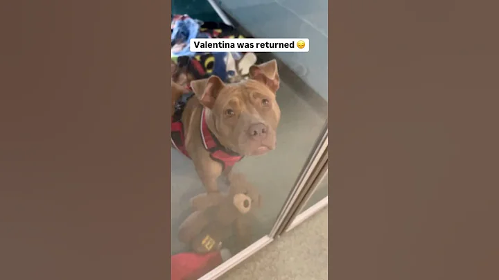 Her story is heartbreaking 😔💔 Details in the comments #dog #adoptme #rescue #doglover #florida