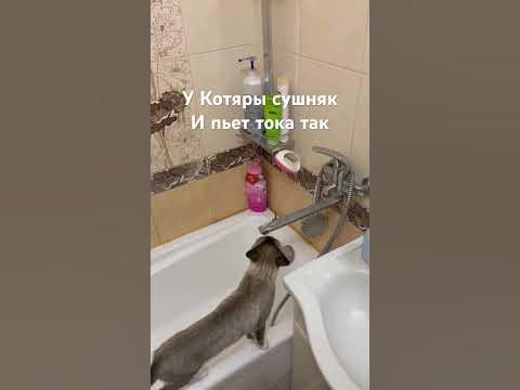 Кот пьет воду толко из под крана,с миски не пьет,сидит в ванной орет ...