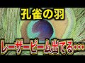 フロリダ工科大学とヤングスタウン州立大学の研究チームが発見