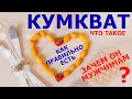 Кумкват - что это за фрукт, как его едят и почему за ним охотятся мужчины