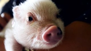 Students raise newborn piglet