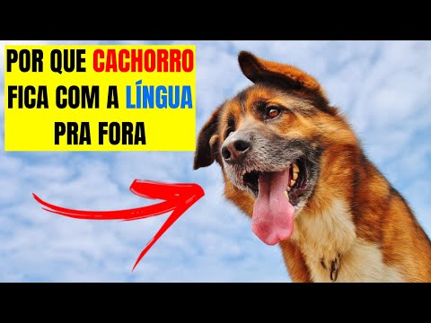 Vídeo: Por Que Um Cachorro Coloca A Língua Para Fora Em Calor Extremo - As Razões Para Este Comportamento De Animal De Estimação