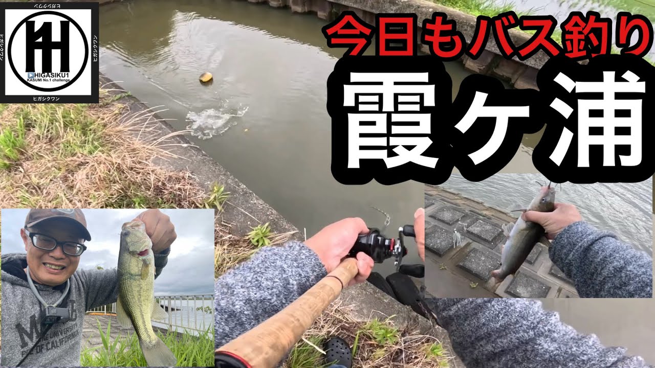 バス釣り霞ヶ浦！6月初バスとゲスト様⁈2026年6月15日