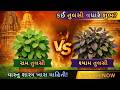 🌿 ઘર માટે કઈ તુલસી શુભ? રામ તુલસી કે શ્યામ તુલસી | વાસ્તુ અને આરોગ્ય રહસ્ય