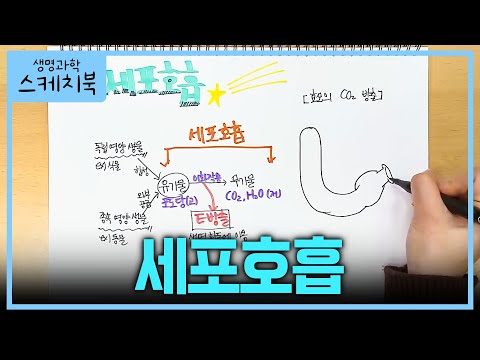 너무 중요한 &#39;<strong>세포호흡</strong>&#39; 8분 요약✍🏻 | 생명과학 1 기초개념 | #박소현의생명과학