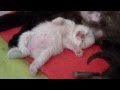 Fair and Square - Selkirk Rex kittens in their first week.avi の動画、YouTube動画。