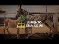 JUMENTO CRIA AO PÉ - 36ª ENAPÊGA