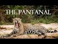 Pantanal  wildlife adventure in brazil full