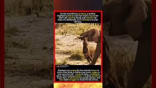 Heartbreaking Footage: Mother Elephant Carries Her Dead Calf#foryou #fyp #animals #funny