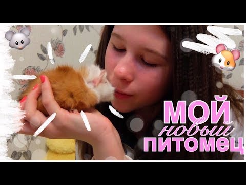 НОВЫЙ ПИТОМЕЦ | КАК ПРИРУЧИТЬ МОРСКУЮ СВИНКУ? | ПЕРЕДАЮ ПРИВЕТЫ