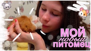 НОВЫЙ ПИТОМЕЦ | КАК ПРИРУЧИТЬ МОРСКУЮ СВИНКУ? | ПЕРЕДАЮ ПРИВЕТЫ НОВЫЙ ПИТОМЕЦ | КАК ПРИРУЧИТЬ МОРСКУЮ СВИНКУ? | ПЕРЕДАЮ ПРИВЕТЫ