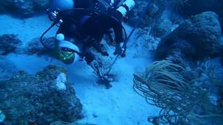 Spear Hunting- Lionfish Stings Diver
