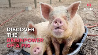 Are pigs smarter than a toddler? Uncovering the intelligence of the humble swine | Beautiful News
