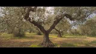 Olio Di Girolamo - Az. Agricola - Spot 2015