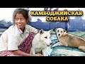 Камбоджийская собака. Порода, о которой мало известно