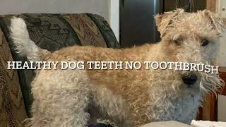 Wire Fox Terrier Dental Health