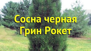 Сосна черная Грин Рокет. Краткий обзор, описание характеристик pinus nigra Green Rocket
