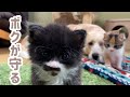 子猫の妹を助けようとした兄ちゃんの頼もしくも切ない末路