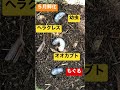 ヘラクレスオオカブトの幼虫　もぐるスピードもヘラクレス