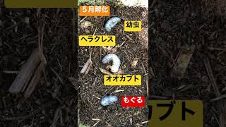 ヘラクレスオオカブトの幼虫　もぐるスピードもヘラクレス