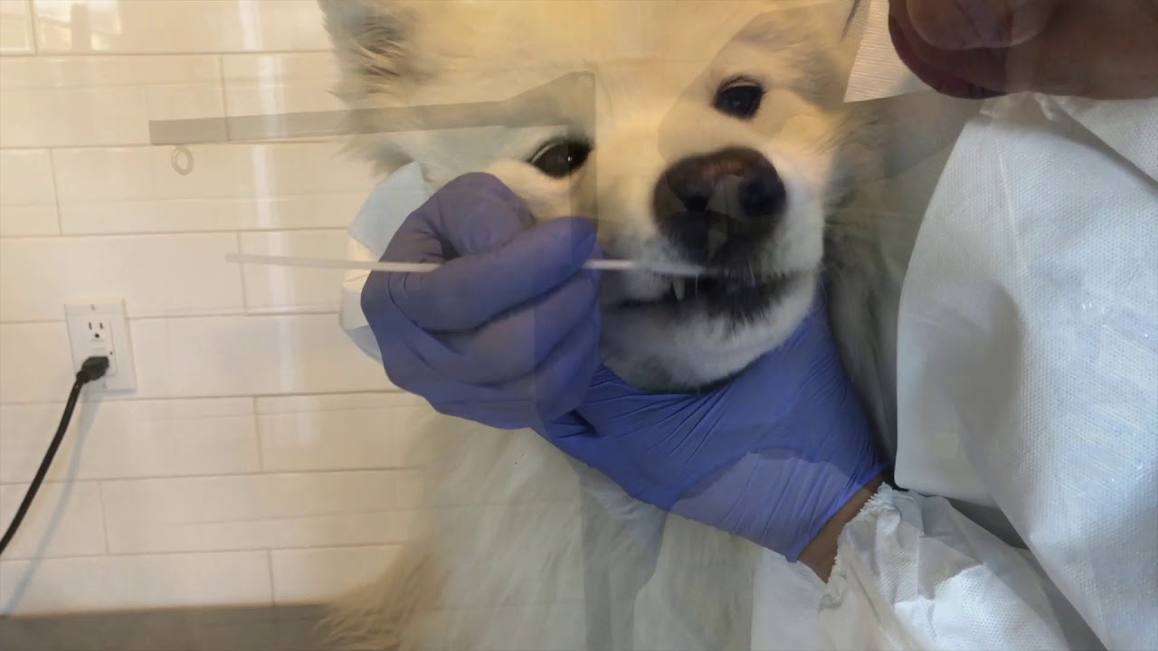 How to use the MiDOG All-in-One Test - YouTube