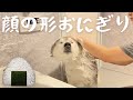 なんだかんだシャンプーを楽しむシベリアンハスキーと大罪を犯した姉