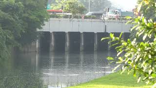 City In Nature_ Smooth-coated Otter Family With Six Otter Pups At Ulu Pandan/Clementi In Singapore