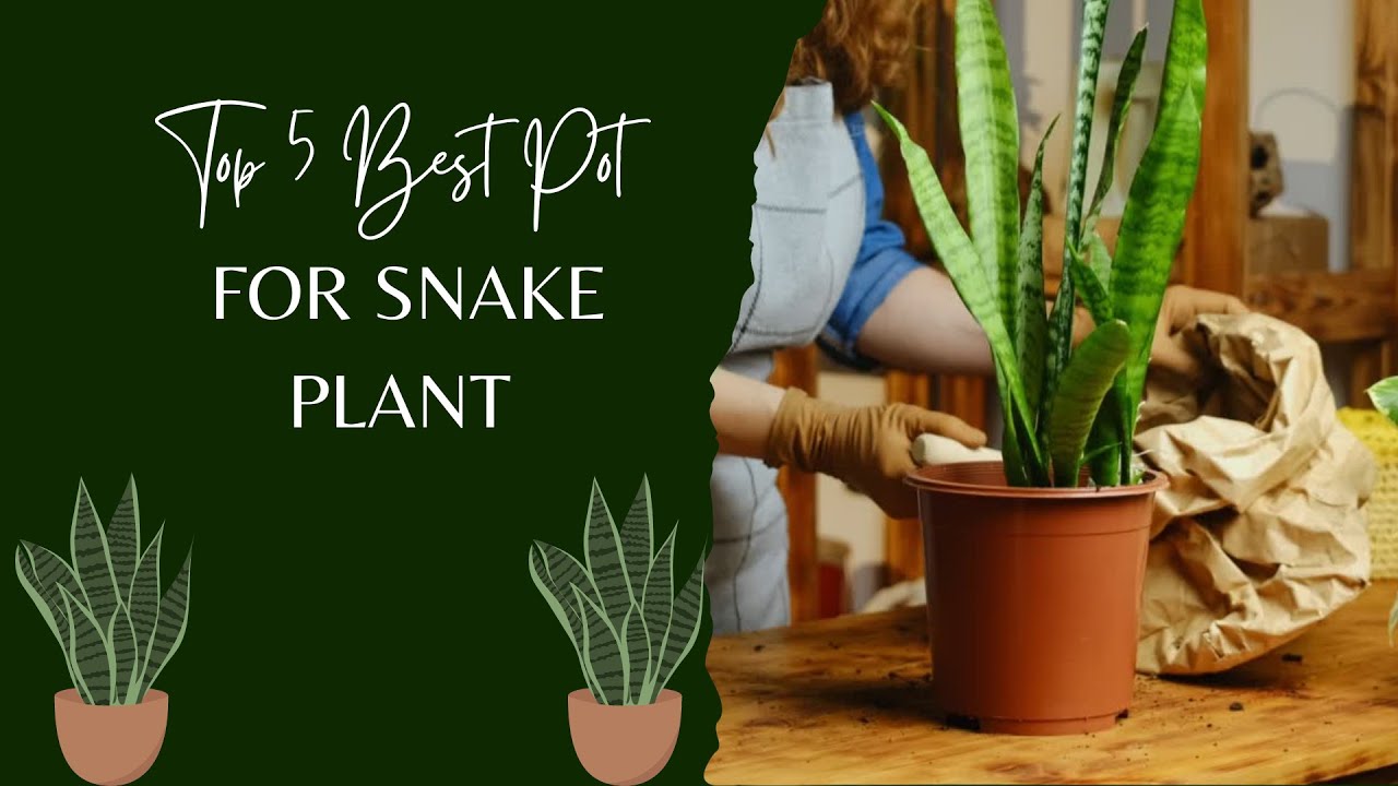 Top 5 Best Pot for Snake Plant Reviews HowAGardenWorks YouTube