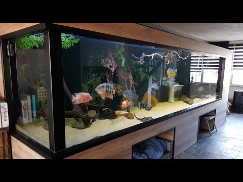 Video |NƯỚC NGOÀI| HỒ CÁ CỘNG ĐỒNG siêu dài 5m5 đến từ HÀ LAN - youtube