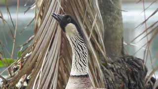 Nene Goose Calling