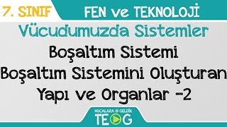 Vücudumuzda Sistemler - Boşaltım Sistemi Boşaltım Sistemini Oluşturan Yapı Ve Organlar -2