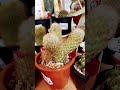 Cactus Fun At Aguro Kobe 2026