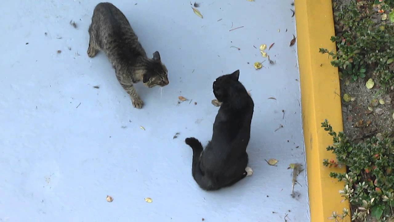 갈색냥이랑 흑냥이랑 결투 2분20초부터 초 접전