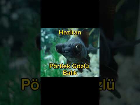 Doğduğunuz Aya Göre Hangi Deniz Canlısısınız?