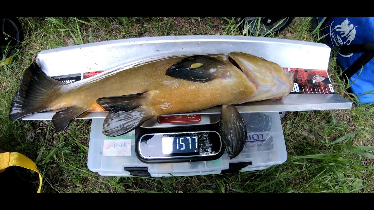 Suurkalan onginta reissu