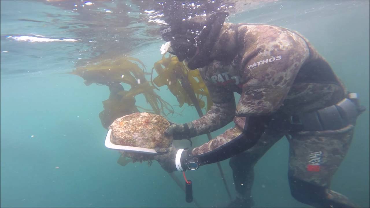 Red Triangle Spearfishing Trophy abalone diving the Mendocino coast