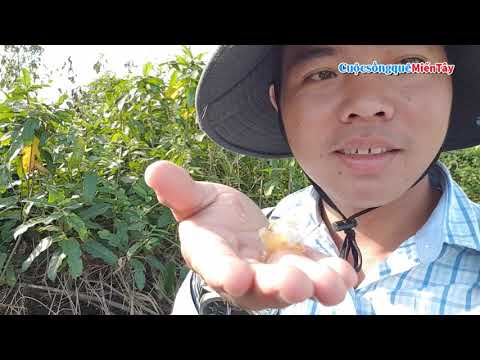 Video Trở về ngày xưa, đào khoai rạng rừng là khoai gì ? 90%... - youtube