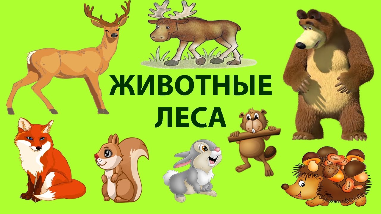 Детские видео животных. Дикие животные для детей. Лесные животные для детей. Животные леса для дошкольников. Картинки животных для детей.