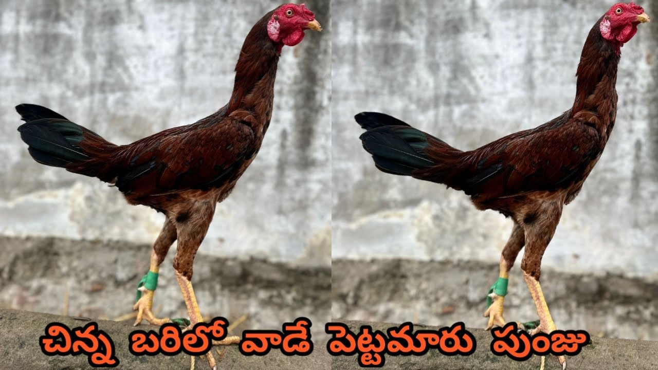 చిన్న బరిలో వాడే  కత్తి కాళ్ళ పెట్టమారు పుంజు||9014065276||Venky Farms Vizag||