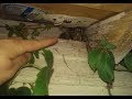 Are paper wasps aggressivedangerous finger poking nest to find out