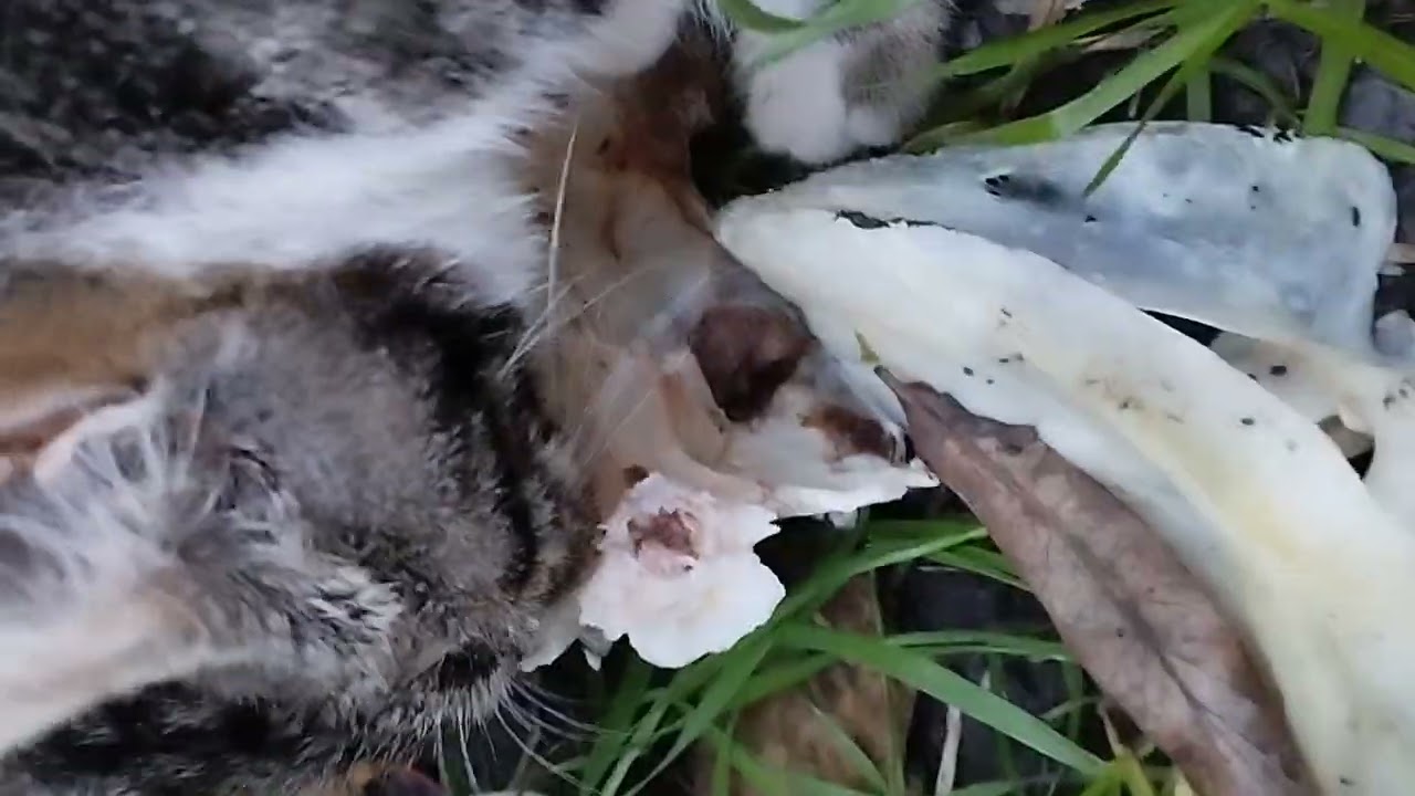 This is my cat, it is eating big fish bone whit its brother and sister